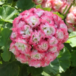 Geranie 'Appleblossom' (x3) - Zarte Blüten, voller Sommer