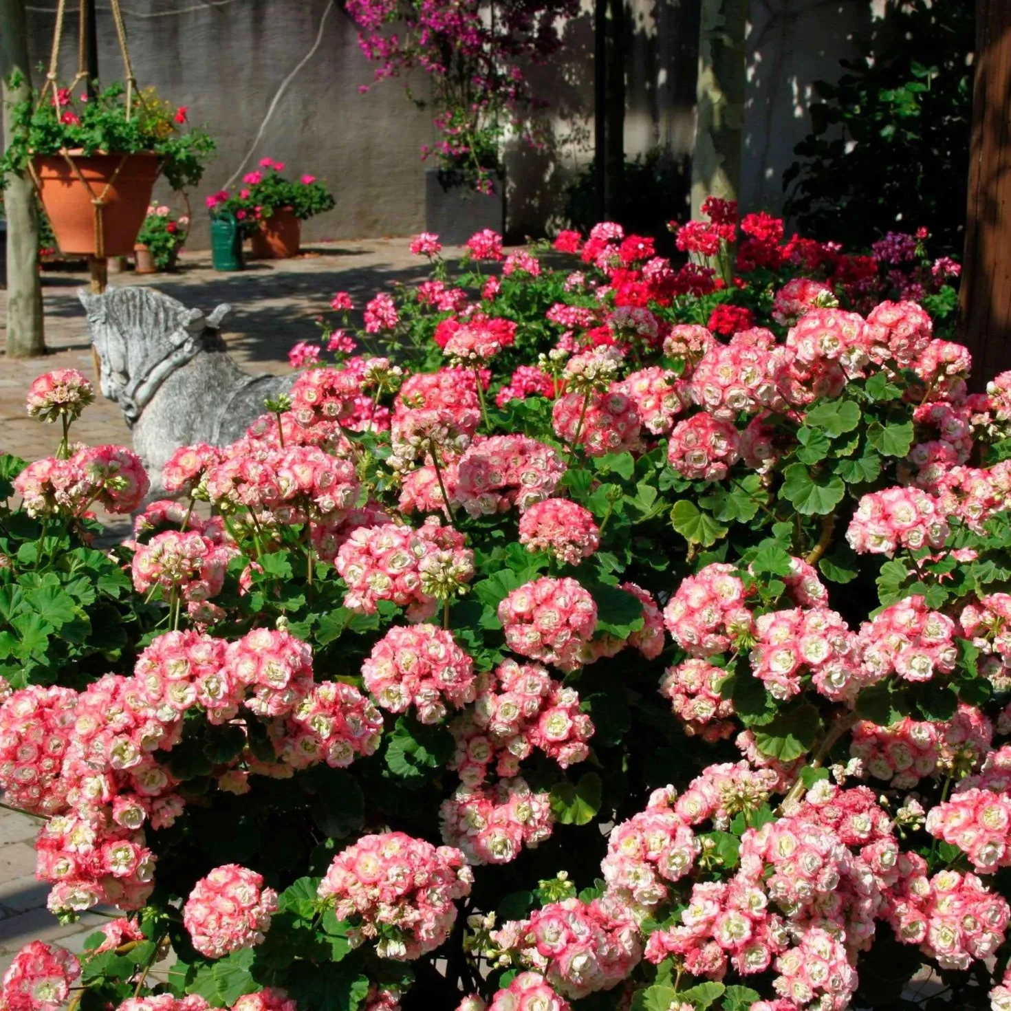 Geranie 'Appleblossom' (x3) - Zarte Blüten, voller Sommer