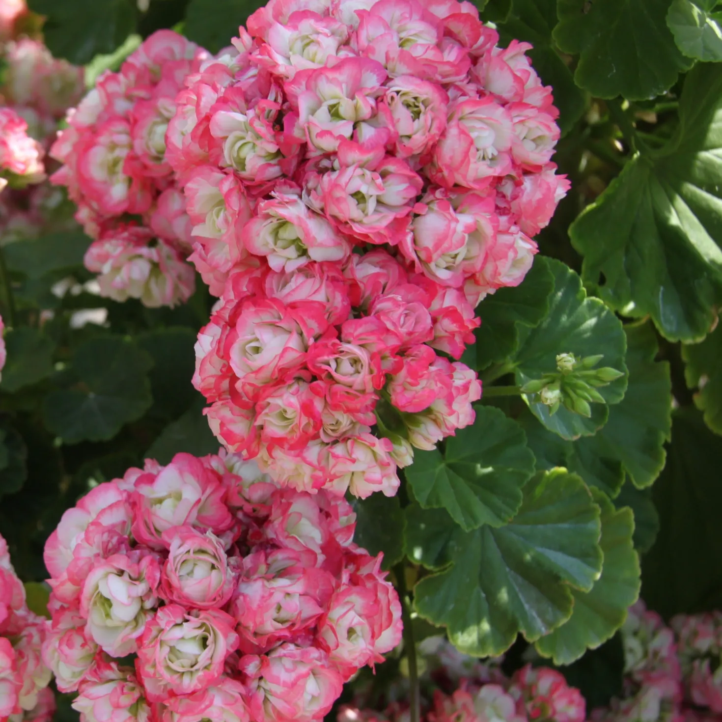 Geranie 'Appleblossom' (x3) - Zarte Blüten, voller Sommer