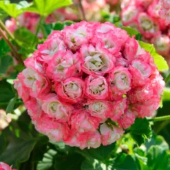 Geranie 'Appleblossom' (x3) - Zarte Blüten, voller Sommer