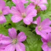 Geranie Beholders Eye - Rosa Blütenteppich ohne Mühe