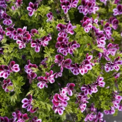 Geranie 'Mosquitaway Eva' (x3) - Mücken weg, Blüten da