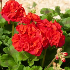 Geranie 'Toscana'® (x3) - Roter Balkon den ganzen Sommer