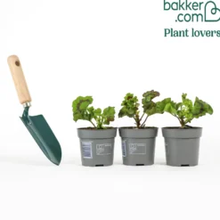 Geranie 'Toscana'® (x3) - Roter Balkon den ganzen Sommer