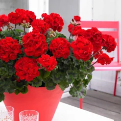 Geranie 'Toscana'® (x3) - Roter Balkon den ganzen Sommer