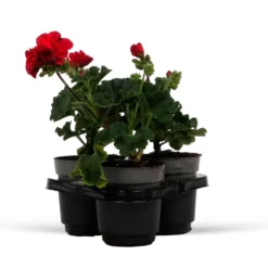 Geranie 'Toscana'® (x3) - Roter Balkon den ganzen Sommer