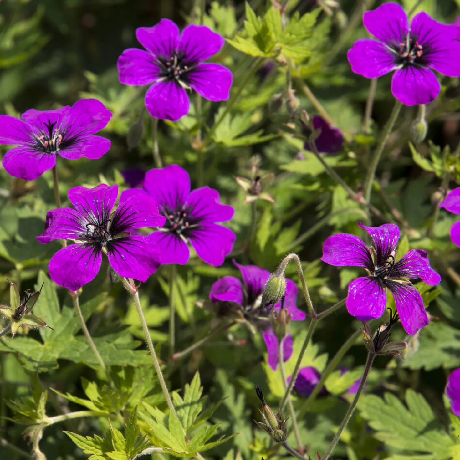 Geranium Anne Thomson - Monatelang leuchtend Pink