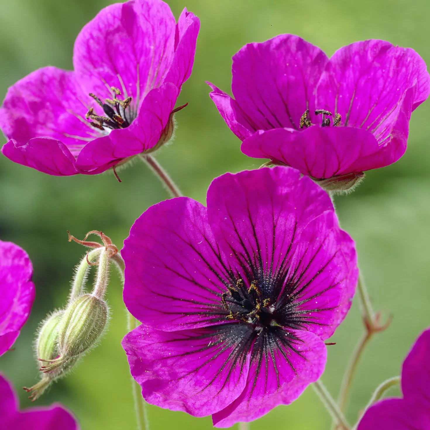 Geranium Anne Thomson - Monatelang leuchtend Pink