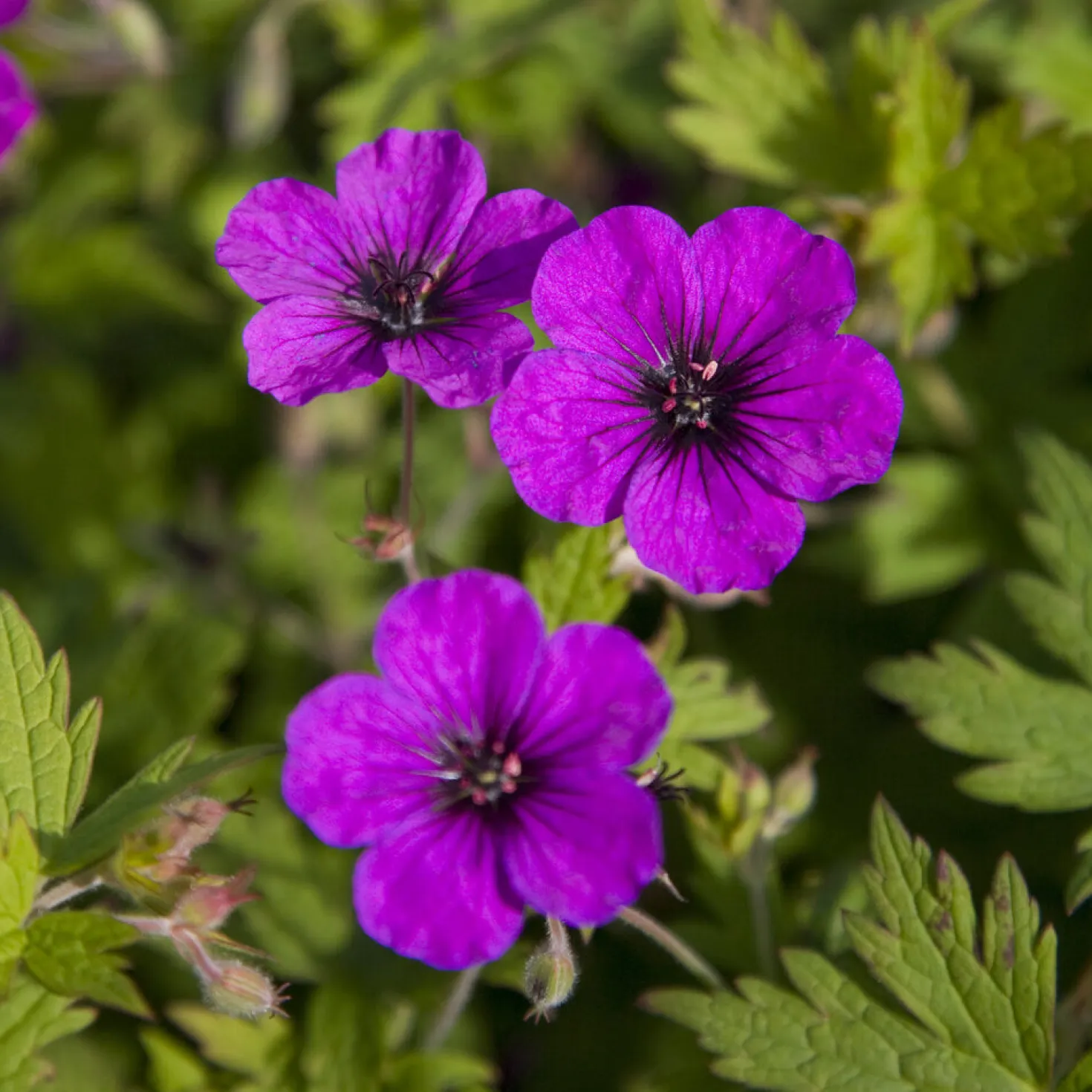 Geranium Anne Thomson - Monatelang leuchtend Pink