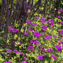 Geranium Anne Thomson - Monatelang leuchtend Pink