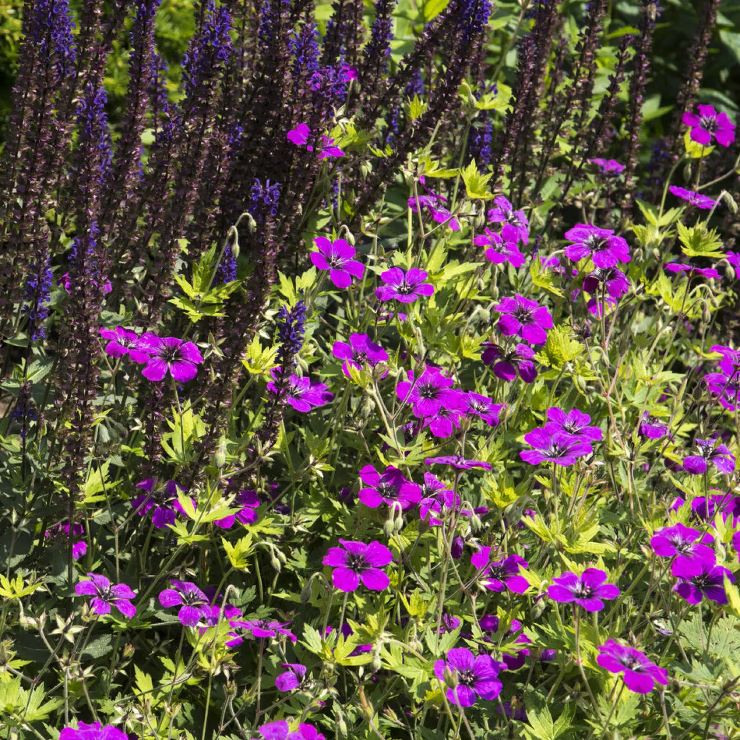 Geranium Anne Thomson - Monatelang leuchtend Pink