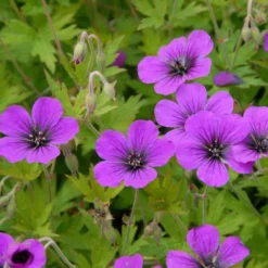 Geranium Ann Folkard - Blüten von Mai bis Oktober