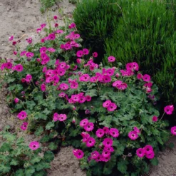 Geranium Ann Folkard - Blüten von Mai bis Oktober