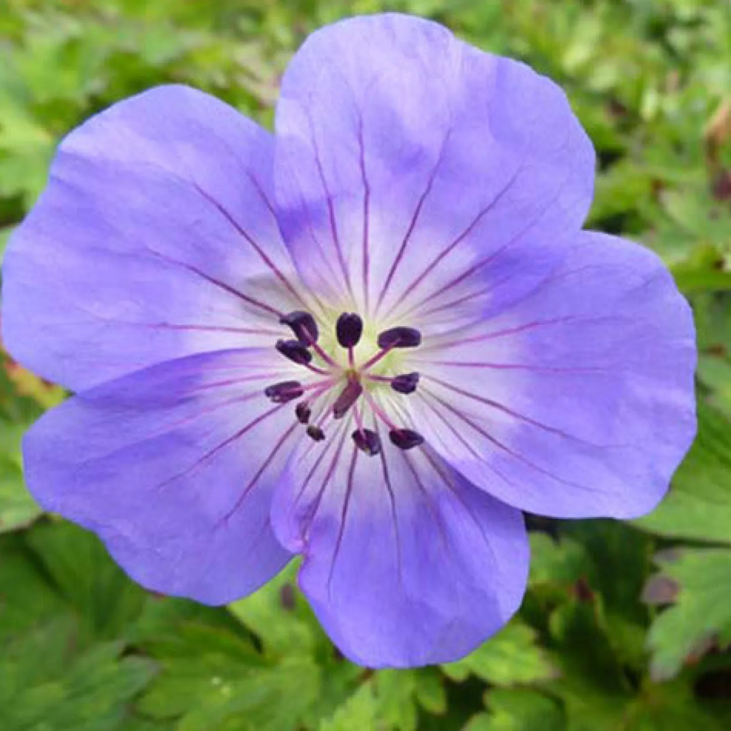 Geranium Azure Rush - Monatelang blaue Blüten