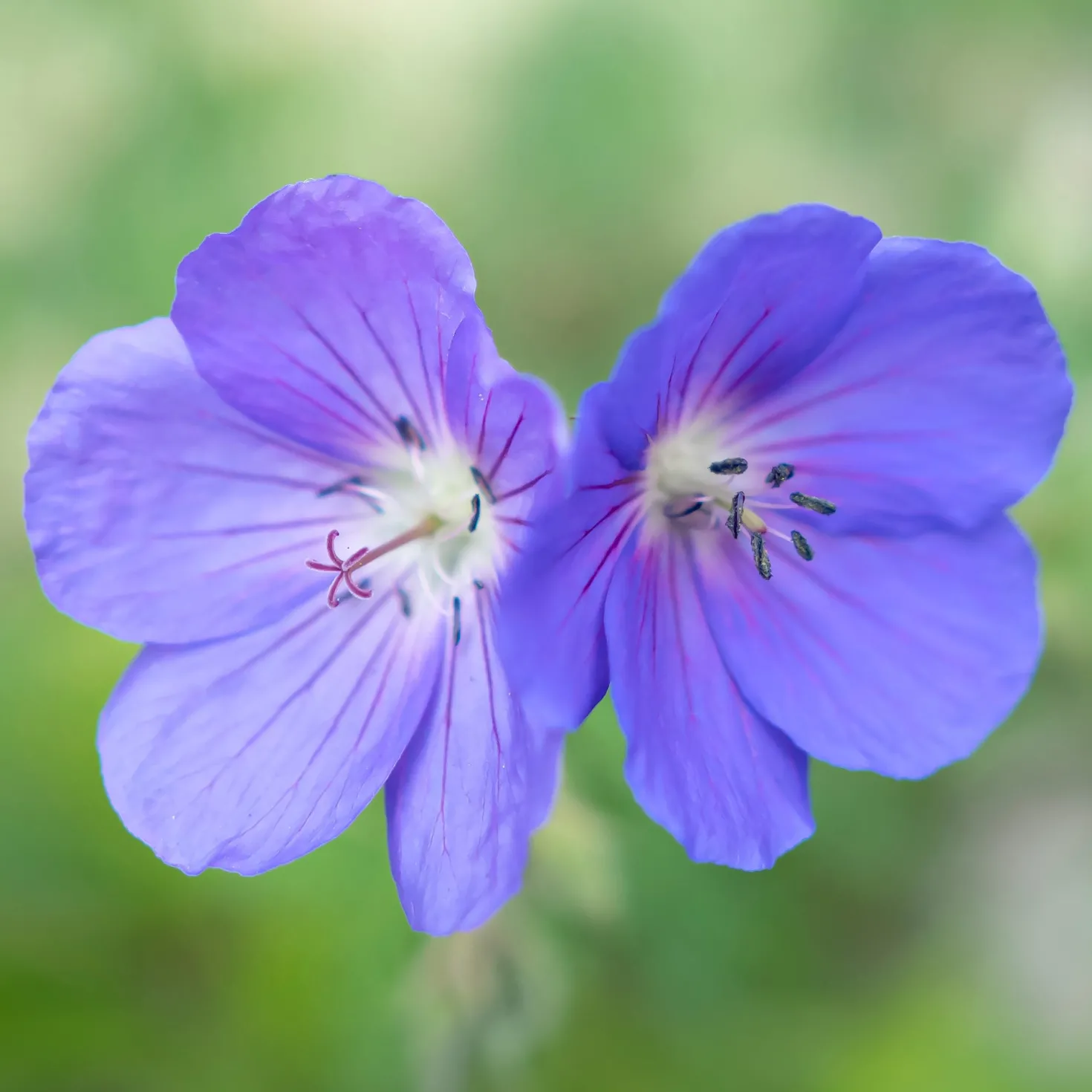 Geranium Brookside - Blau blüht den ganzen Sommer
