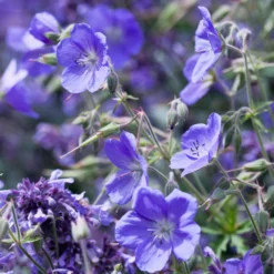 Geranium Brookside - Blau blüht den ganzen Sommer