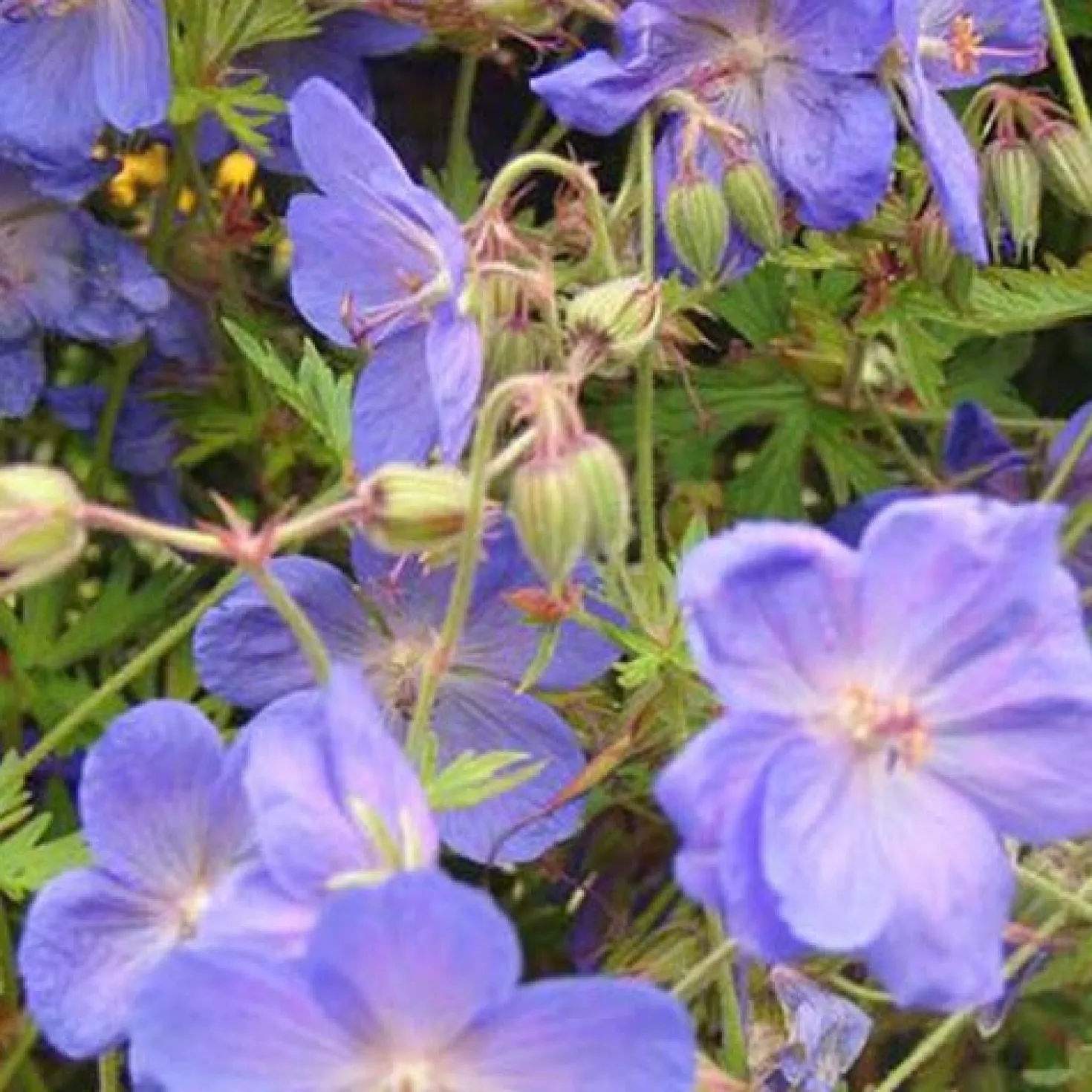 Geranium Brookside - Blau blüht den ganzen Sommer