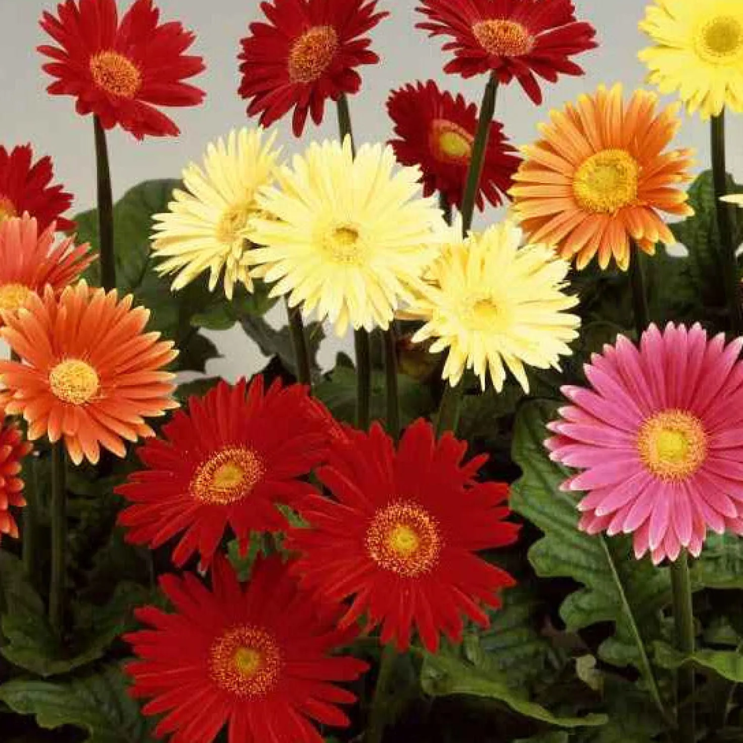 Gerbera Australian Giants Mischung - XXL-Blüten für die Vase