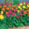 Gerbera Garvinea Mischung (rot, gelb, purpur) (x3) - Blüht bis zum Frost