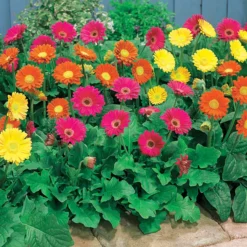 Gerbera Garvinea Mischung (rot, gelb, purpur) (x3) - Blüht bis zum Frost