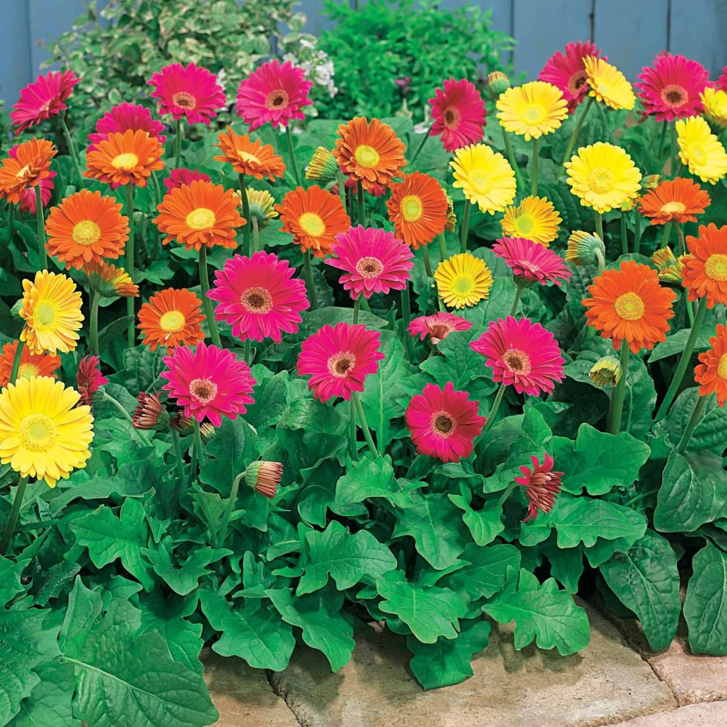 Gerbera Garvinea Mischung (rot, gelb, purpur) (x3) - Blüht bis zum Frost