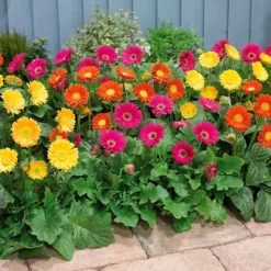 Gerbera Garvinea Mischung (rot, gelb, purpur) (x3) - Blüht bis zum Frost