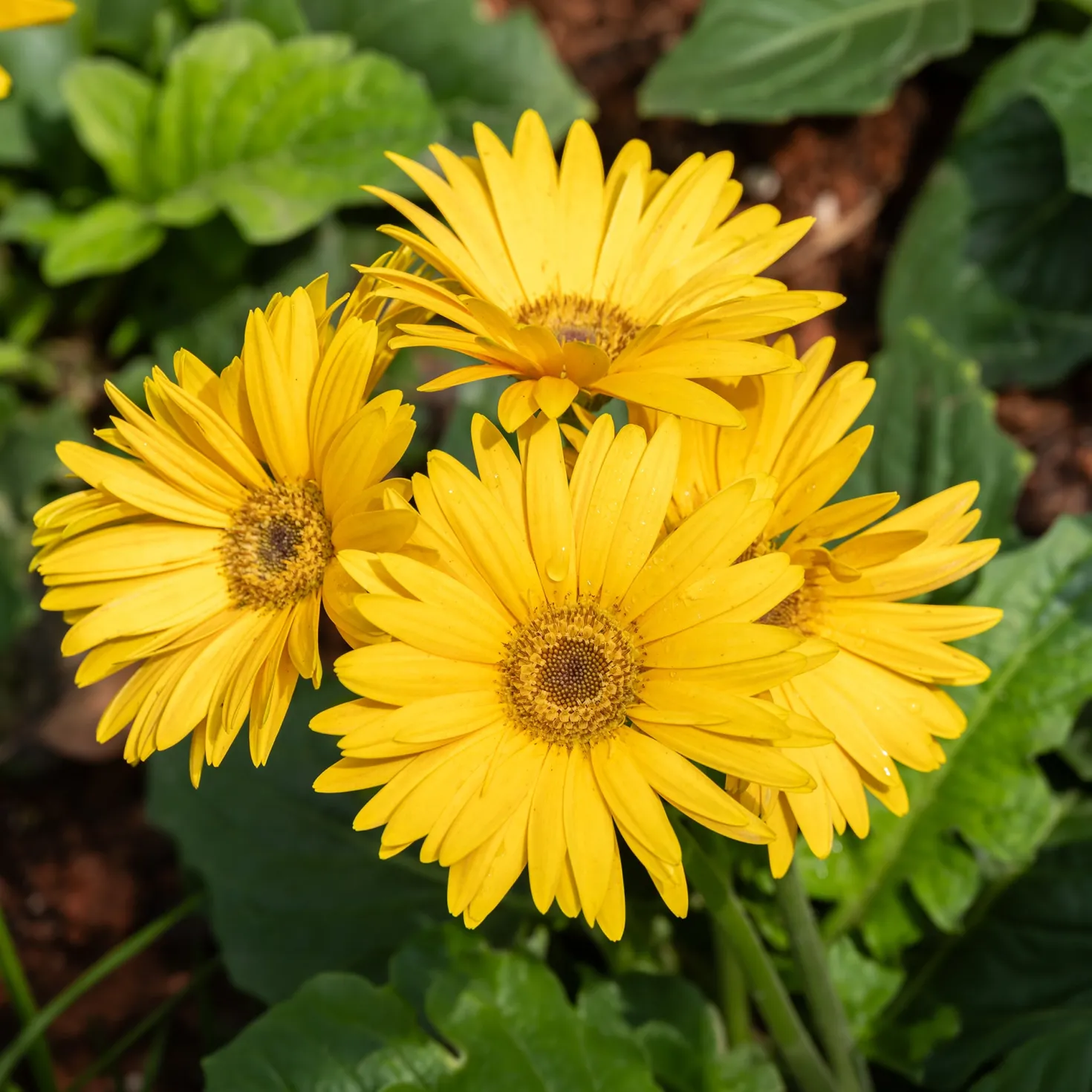 Gerbera Gelb - Sonnengelbe Blüten sofort