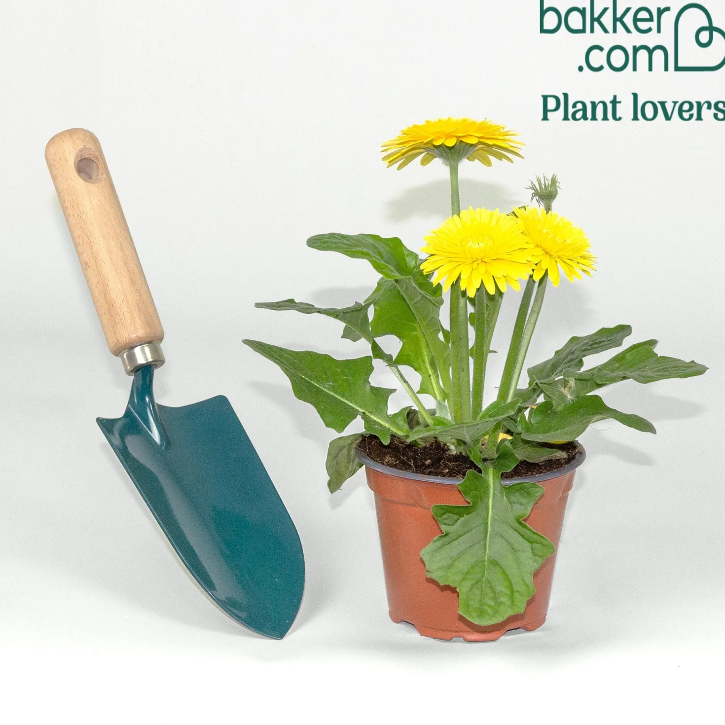 Gerbera Gelb - Sonnengelbe Blüten sofort