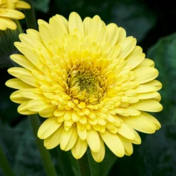 Gerbera Gelb - Sonnengelbe Blüten sofort