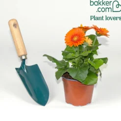 Gerbera Orange - Sofort leuchtendes Orange