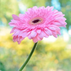 Gerbera Rosa - Sommerfarbe für den Balkon