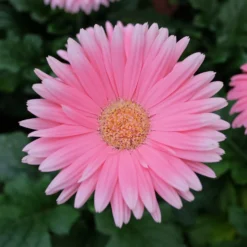 Gerbera Rosa - Sommerfarbe für den Balkon