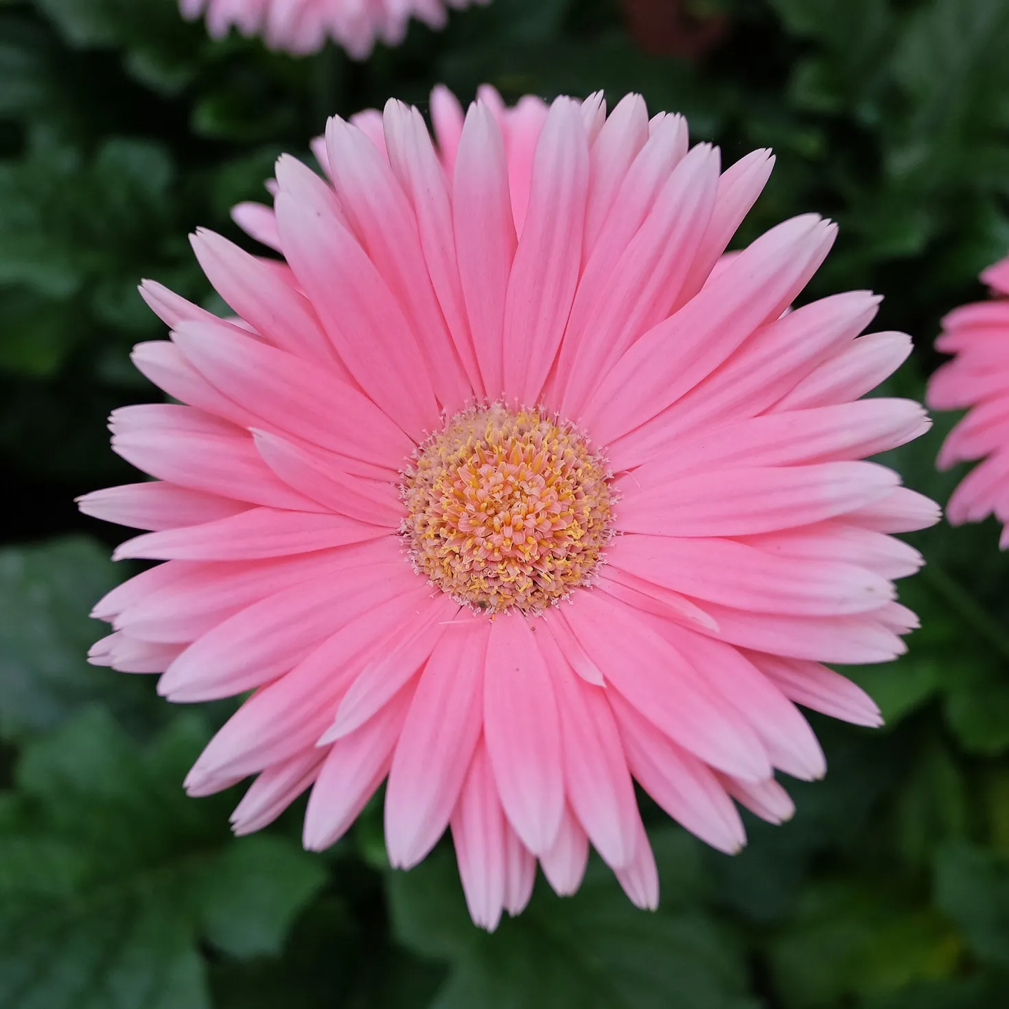Gerbera Rosa - Sommerfarbe für den Balkon