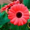 Gerbera Rot - Sofort knallige Farbe