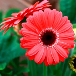 Gerbera Rot - Sofort knallige Farbe