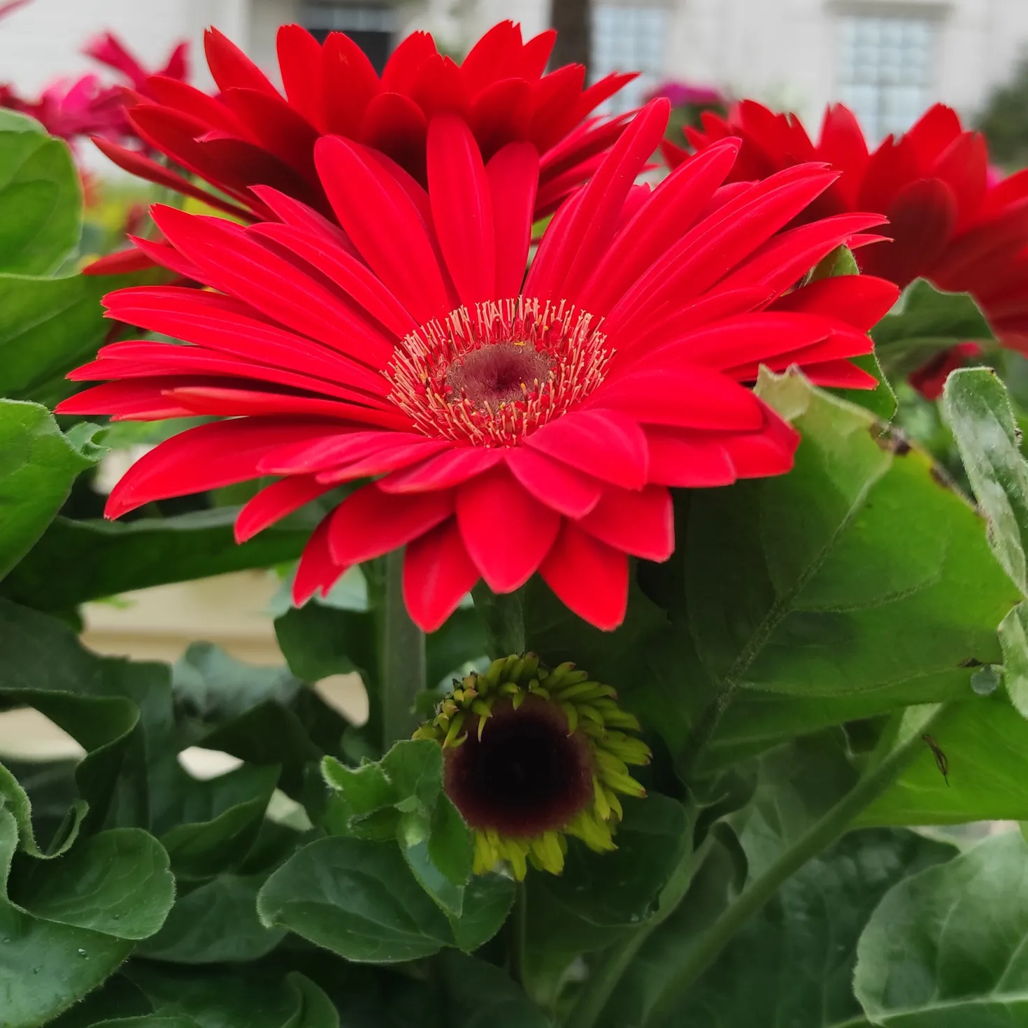 Gerbera Rot - Sofort knallige Farbe