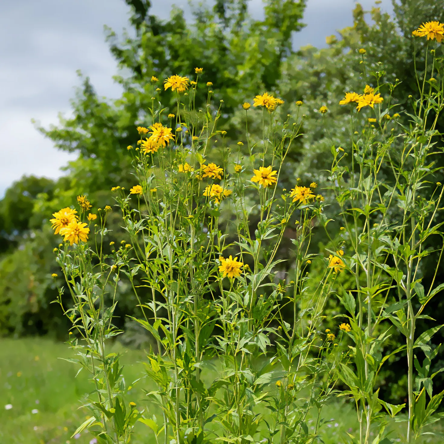 Geschlitztblättriger Sonnenhut 'Goldquelle' - Goldene Blüten den ganzen Sommer