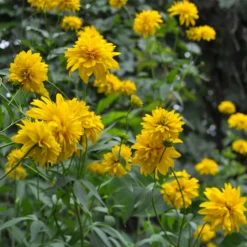 Geschlitztblättriger Sonnenhut 'Goldquelle' - Goldene Blüten den ganzen Sommer