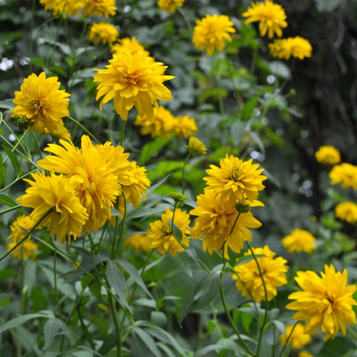 Geschlitztblättriger Sonnenhut 'Goldquelle' - Goldene Blüten den ganzen Sommer