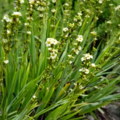 Gestreiftes Grasschwertel - Cremegelb wie von selbst