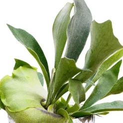 Geweihfarn Platycerium bifurcatum - Hängepflanze - Grüner Blickfang an der Wand