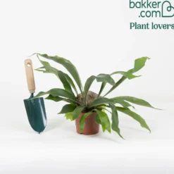Geweihfarn Platycerium bifurcatum - Hängepflanze - Grüner Blickfang an der Wand