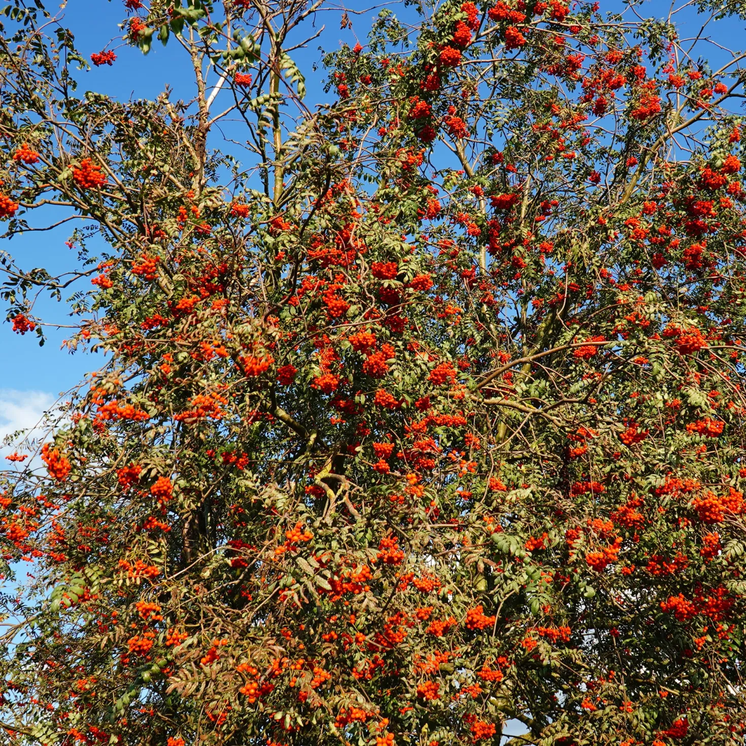 Gewöhnliche Eberesche - Roter Beerenschmuck im Herbst