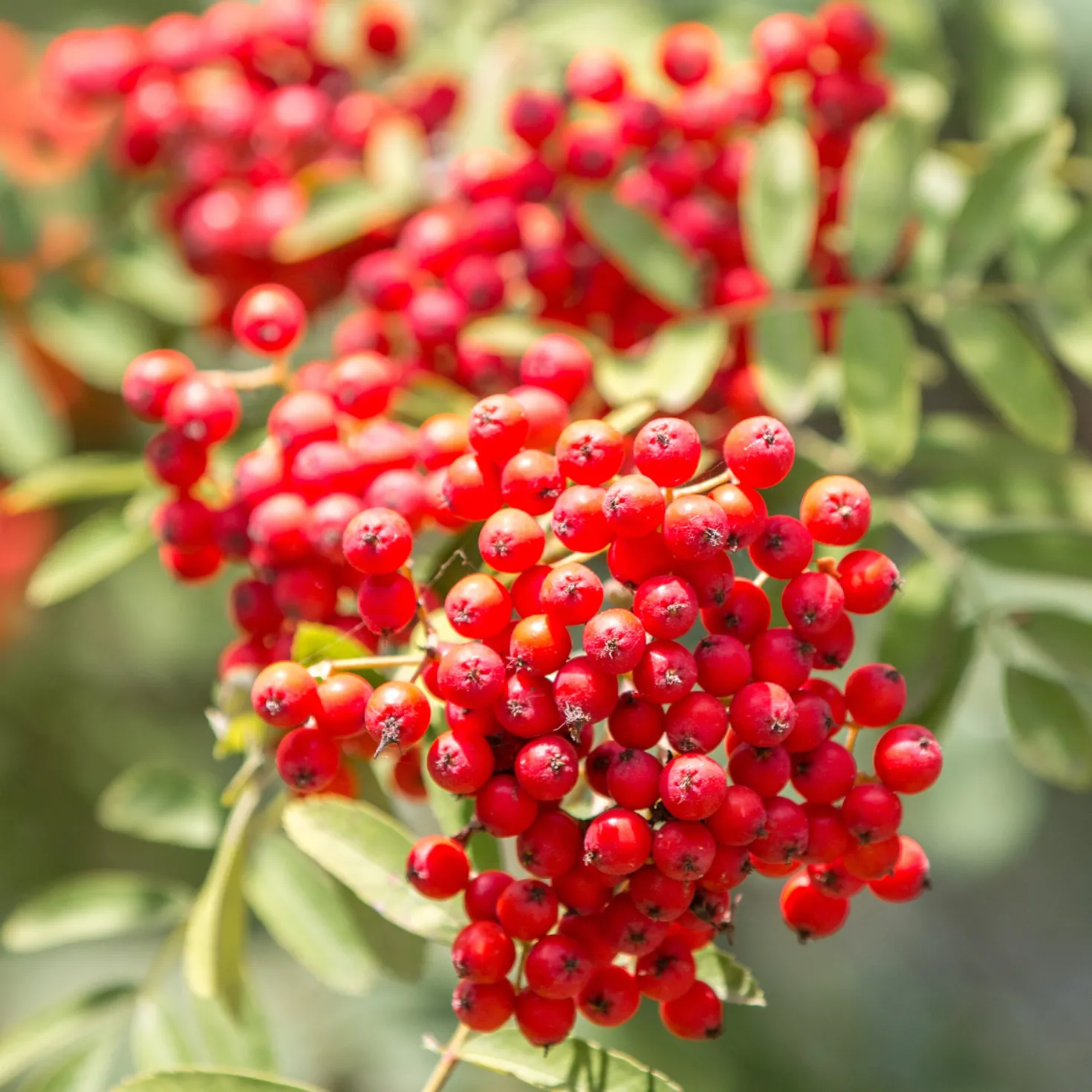 Gewöhnliche Eberesche - Roter Beerenschmuck im Herbst