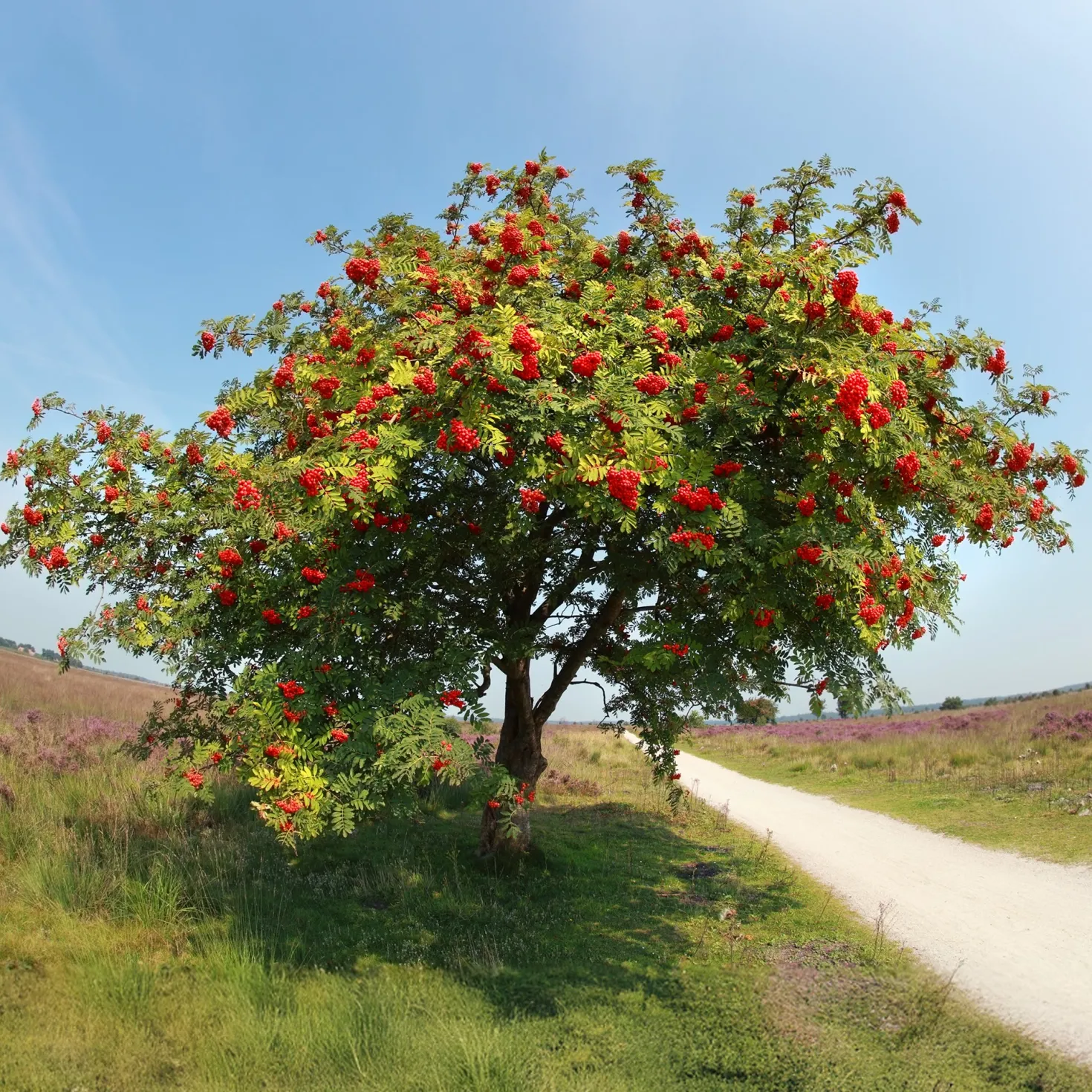 Gewöhnliche Eberesche - Roter Beerenschmuck im Herbst