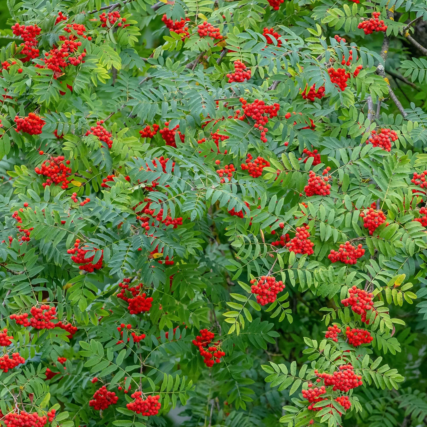 Gewöhnliche Eberesche - Roter Beerenschmuck im Herbst
