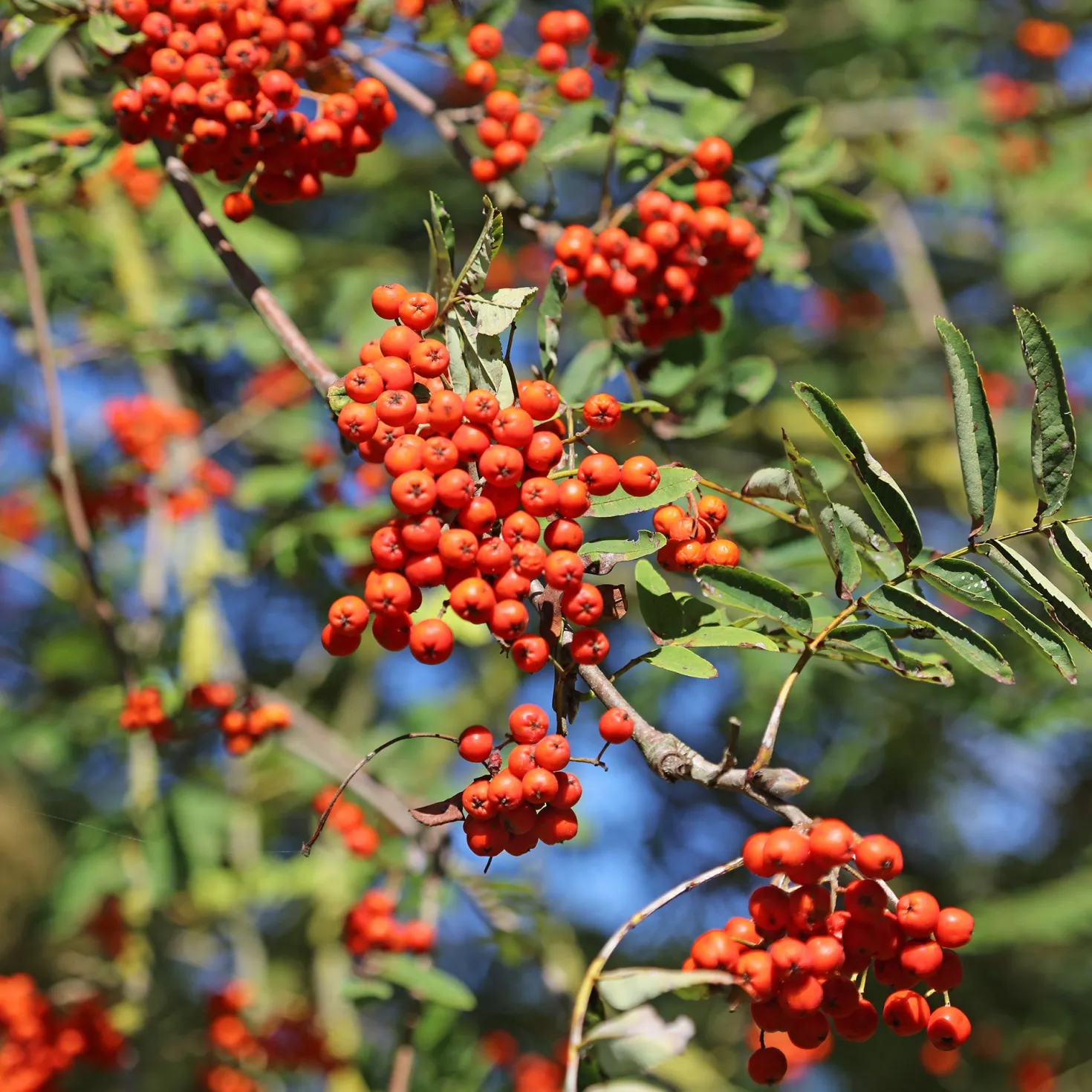 Gewöhnliche Eberesche - Roter Beerenschmuck im Herbst