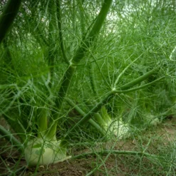Gewöhnlicher Fenchel - Aroma pur, ganz einfach