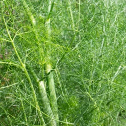 Gewöhnlicher Fenchel - Aroma pur, ganz einfach