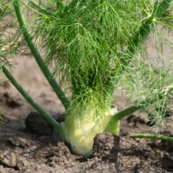 Gewöhnlicher Fenchel - Aroma pur, ganz einfach